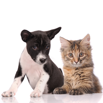 About Carter Veterinary Hospital in Bowmanville, ON - puppy kitten