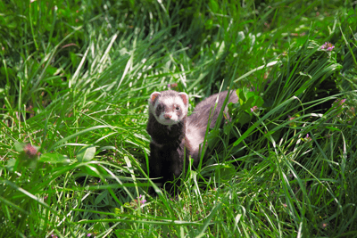 Ferret in grassy field