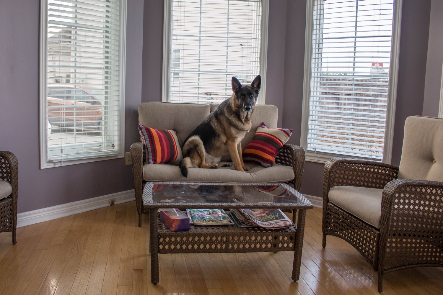 Chloe Sitting on a Couch