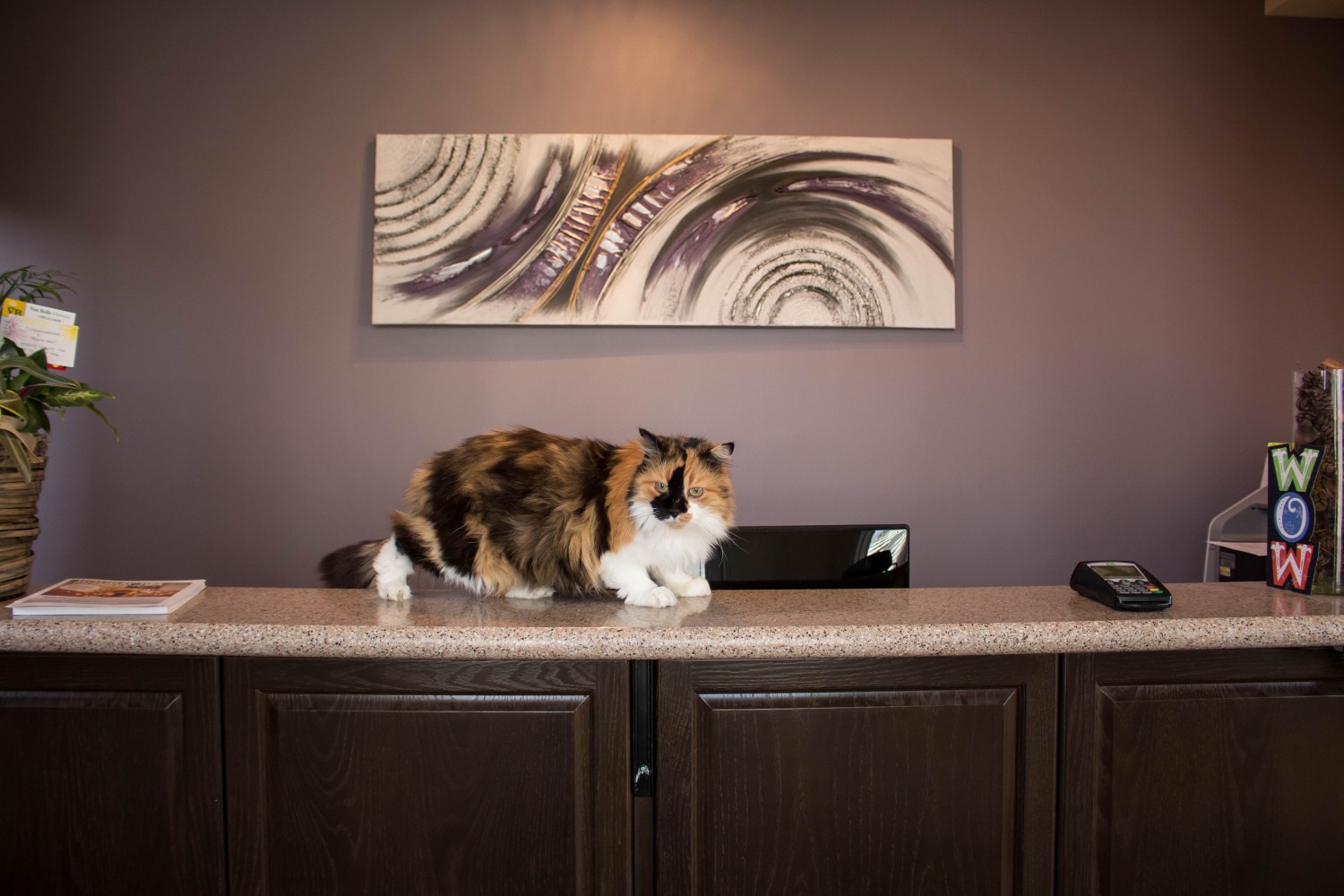 Sadie Sitting on the Reception Desk