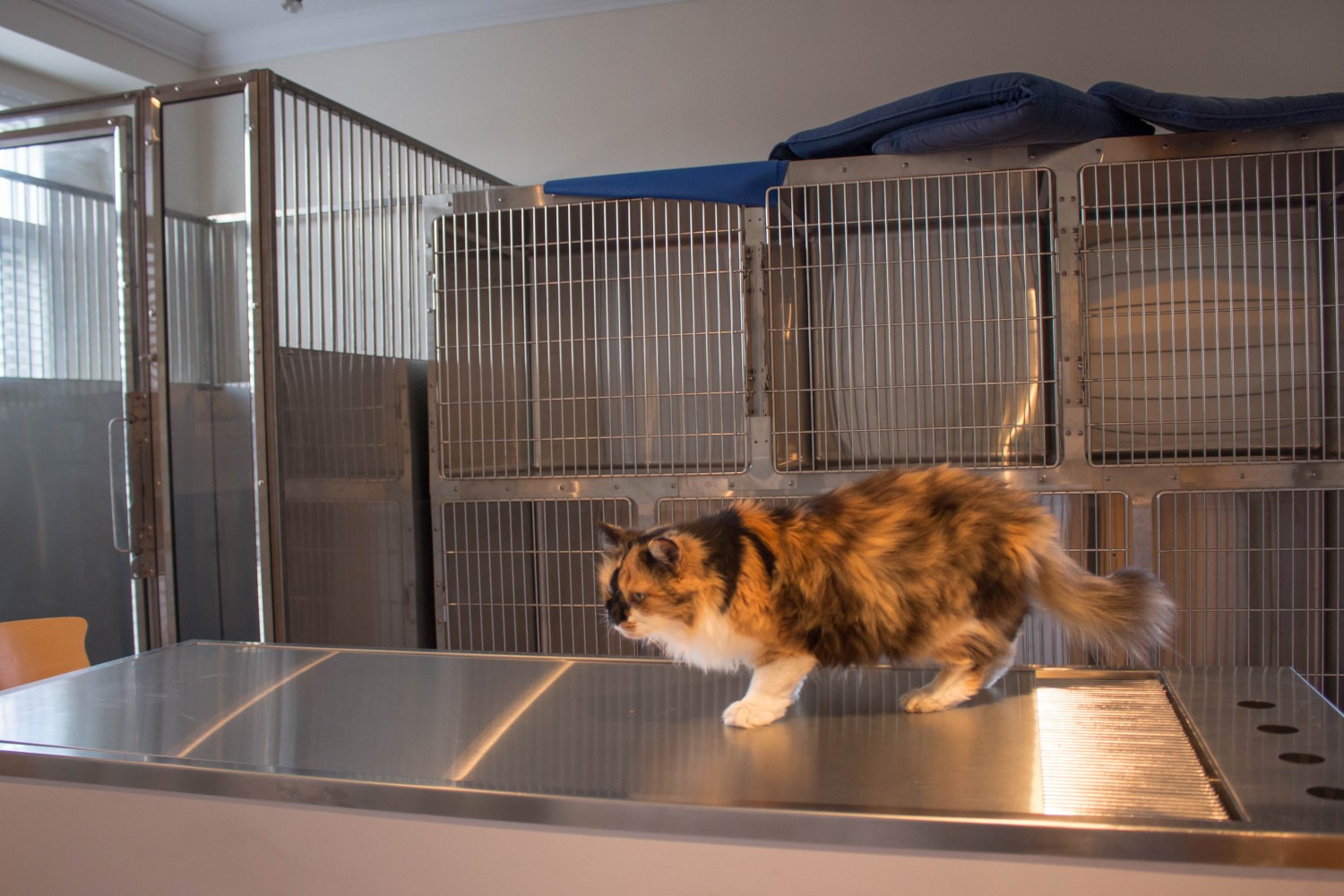 Sadie in Kennel Room