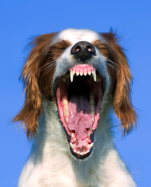 dog yawning