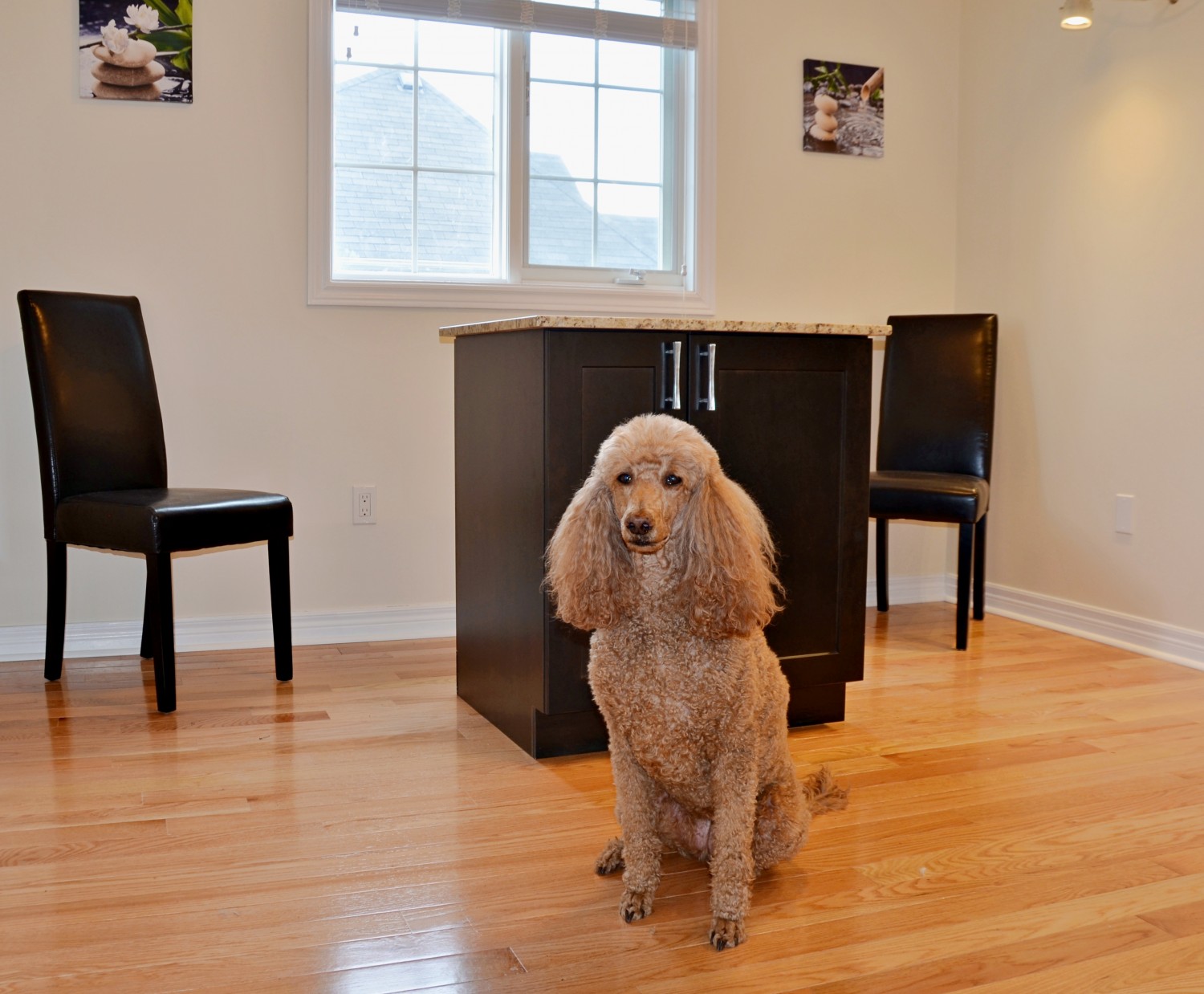 New Dog Room