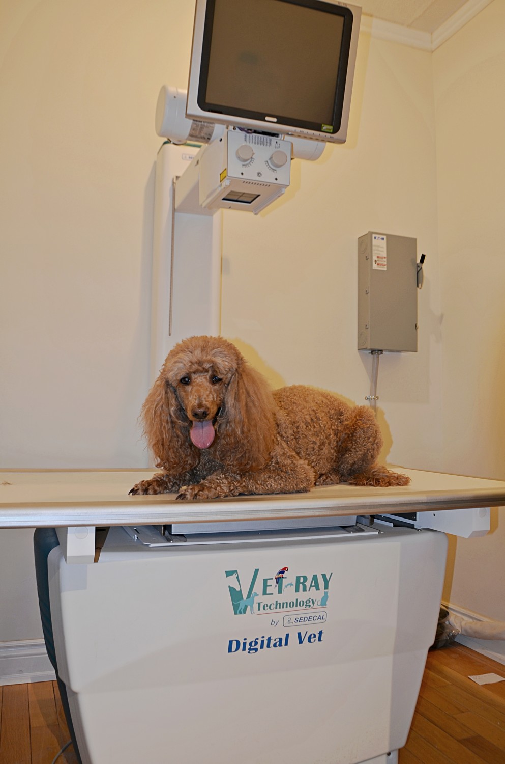 Dog Sitting on X-Ray Table
