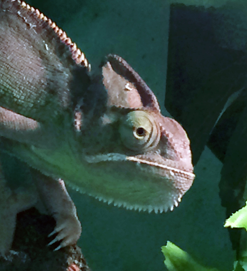Chameleon